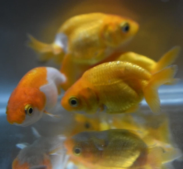 Live Ranchu Fancy Goldfish (2" Freshwater Aquarium Fish)  *PLS READ DESCR*