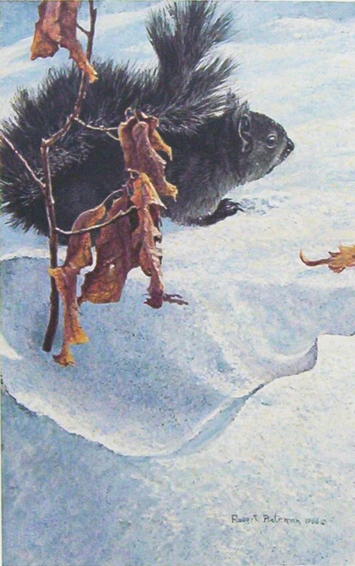 Robert Bateman Late Winter - Black Squirrel