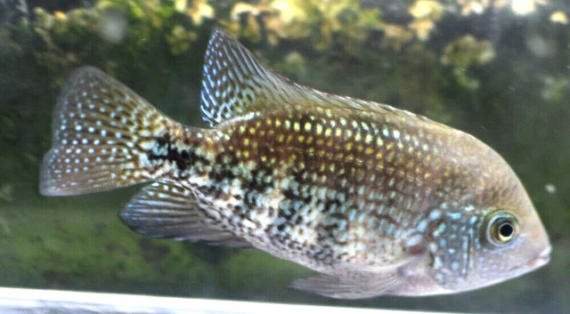 4" Hybrid Flowerhorn Cichlid Live Freshwater Aquarium Fish