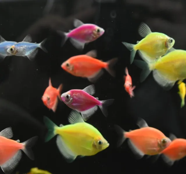 Live Glow Tetra (Pack of 3 Freshwater Aquarium Fish) *PLS READ DESCR*