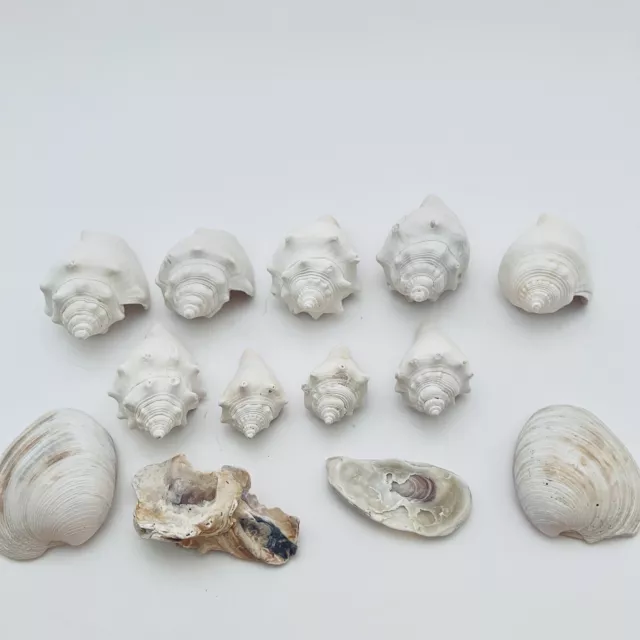 Lote de caracoles caracoles espiral náutico decorativo playa blanco artesanal cáscaras océano