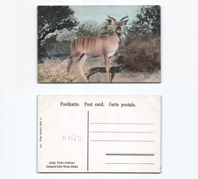(n16636)   Ansichtskarte Kudu Deutschsüdwestafrika, ungebraucht, Verlag Spe