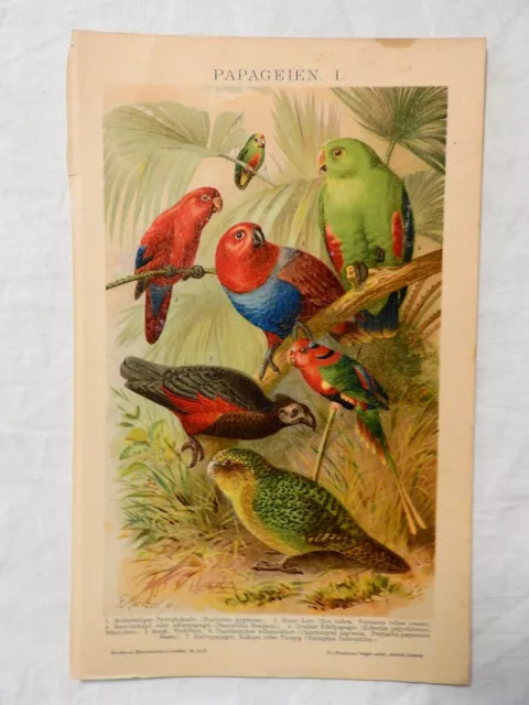 Historischer Druck Chromolithographie vor 1900 Papageien 1 (145)