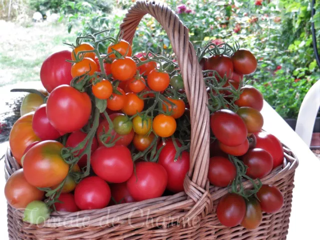 collection de 50 variétés de tomates rares anciennes modernes de votre choix