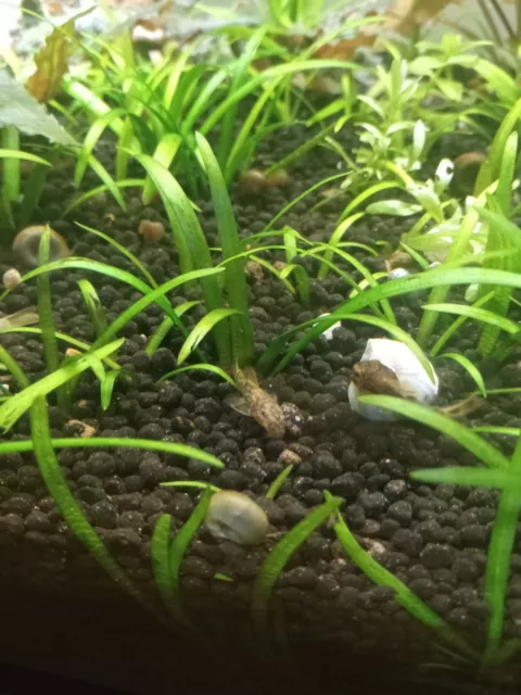 1 single Calico Bristlenose Pleco Juvenile ~1-2"