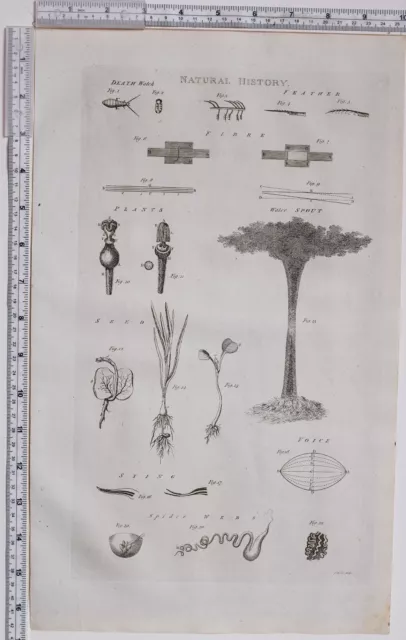 1788 Antiguo Estampado Natural Historia Pluma Agua Boquilla Plantas Spider Telas