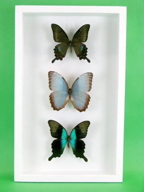 3 real beautiful and huge butterflies in the XXl showcase - single piece - 28 2
