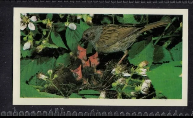 HEDGE SPARROW - 35 + year old English Tobacco Card # 8