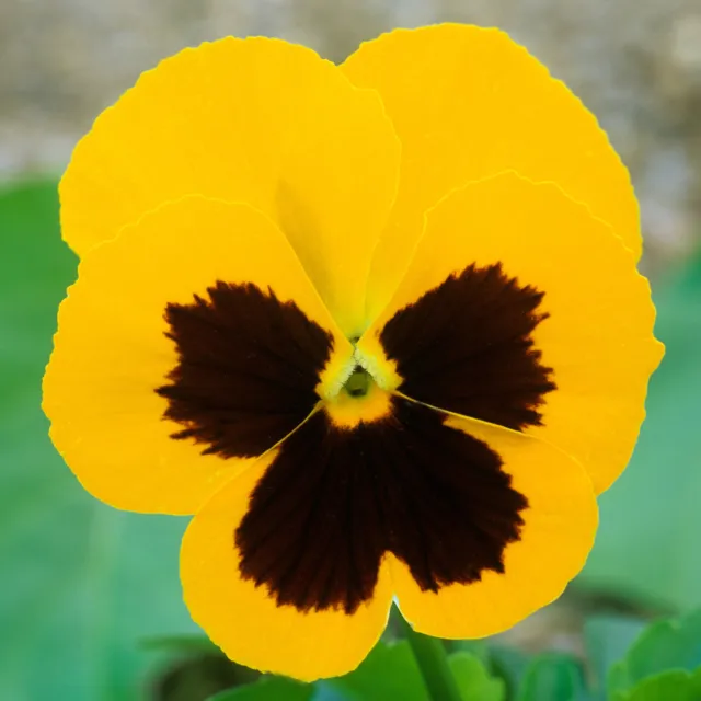 Pansy Yellow Blotch | Colourful Flowering Garden Ready Bedding Plants 6 Pack
