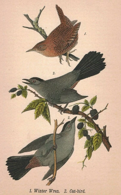 1890 Benjamin Harry Warren Victorian Chromolithograph Print 2p1-7