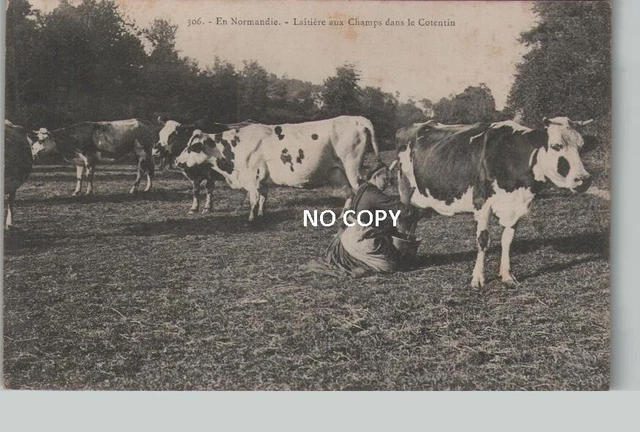 CPA animée NORMANDIE Laitières aux champs, COTENTIN