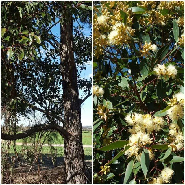 Swamp Mahogany  (Eucalyptus robusta) 50 Seeds