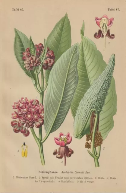 Asclepias Cornuti - Seidenpflanze LITHOGRAPHIE von 1910 Papageien-Blume