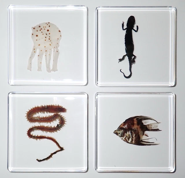 Angel Fish & Clamworm & Newt & Jellyfish Collection Set 75x75 mm Slide Specimen