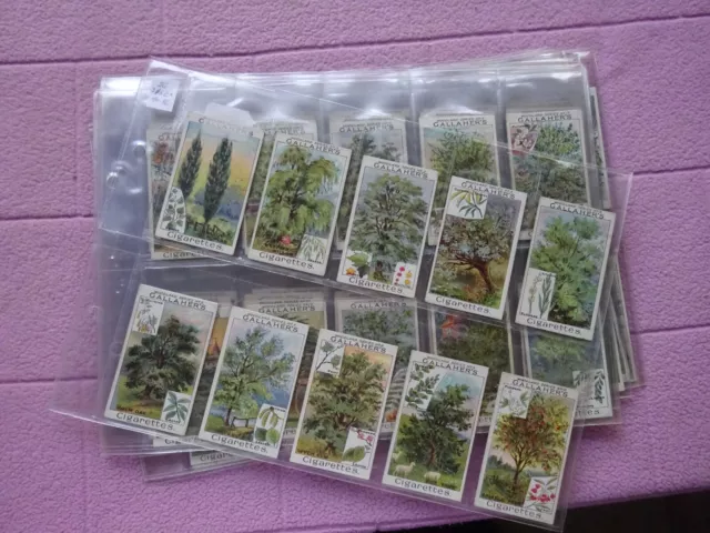 COMPLETE SET - GALLAHER - WOODLAND TREES SERIES  GD / VG couple sl lower