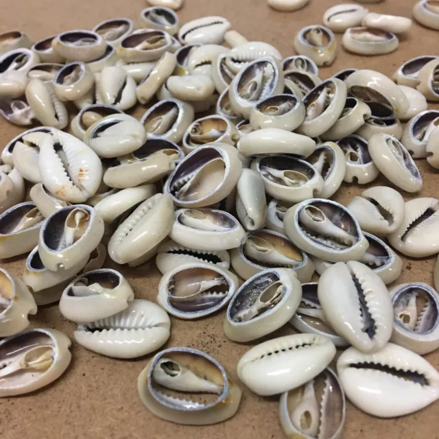 Cut COWRIE Shells x 100g (apx 80pc)  Beads/Decoration/Parties/Wedding/Papercraft