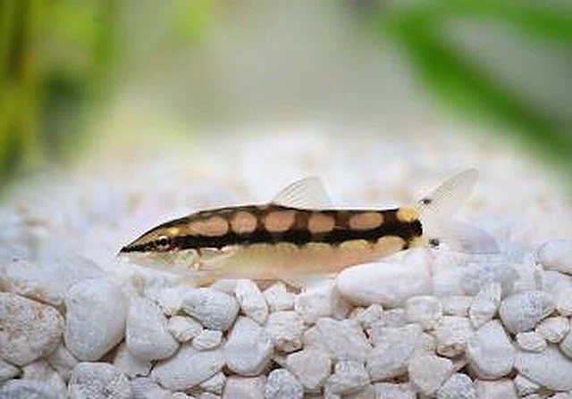 Group of 3+1 Live Freshwater Dwarf Chain Loach Tropical Fish Premium Quality A++