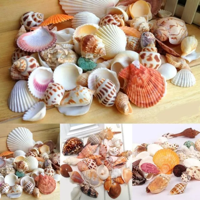 100 g mezcla de conchas marinas de playa mezcla de conchas marinas artesanales SeaShell acuario natural decoración_DB