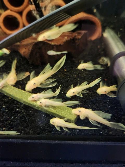 (3)L144-Blue Eye Lemon Longfin Bristlenose Pleco 1"+ 6