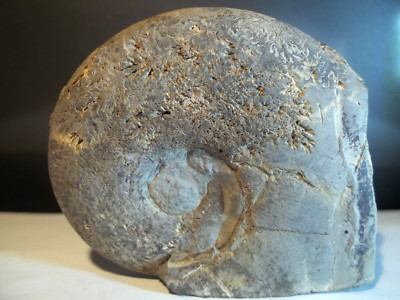 FOSSILE Mollusque Paléontologie HUÎTRE GÉANTE FOSSILE Bouches du Rhône.France 