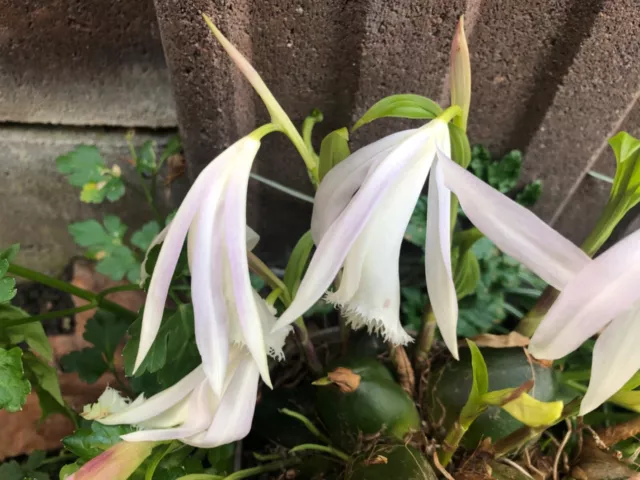 Gartenorchidee - Pleione formosana  light