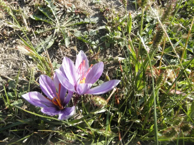 8 saffron bulbs with baby bulbs from my sunny garden 2