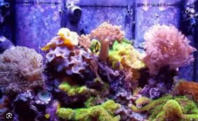 Aio Aquarium, Nano Reef, Complete Aquarium, All Inc. Corals, Fish Tank All Types