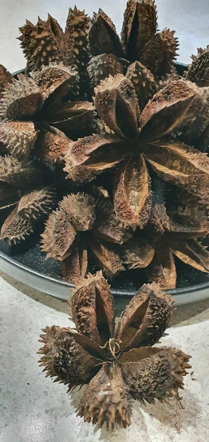 Crows Ash Star Shape Seed Pods x 20 brown colour