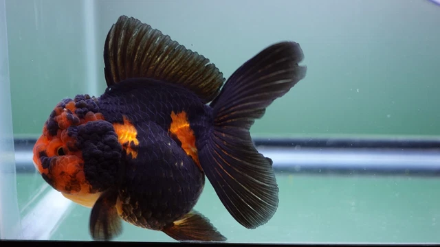 Live Fancy Goldfish Apache Rosetail Oranda Female