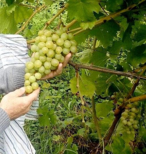 Weinrebe , pilzfeste, kernlose Tafeltraube Kischmisch  Jana.