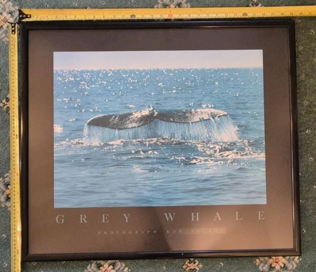 VINTAGE BOB TALBOT Framed Art Print Daus Des Dauphins Dolphins