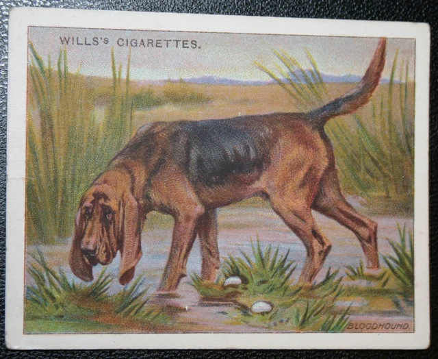 BLOODHOUND   Vintage  Illustrated Card  VC25M