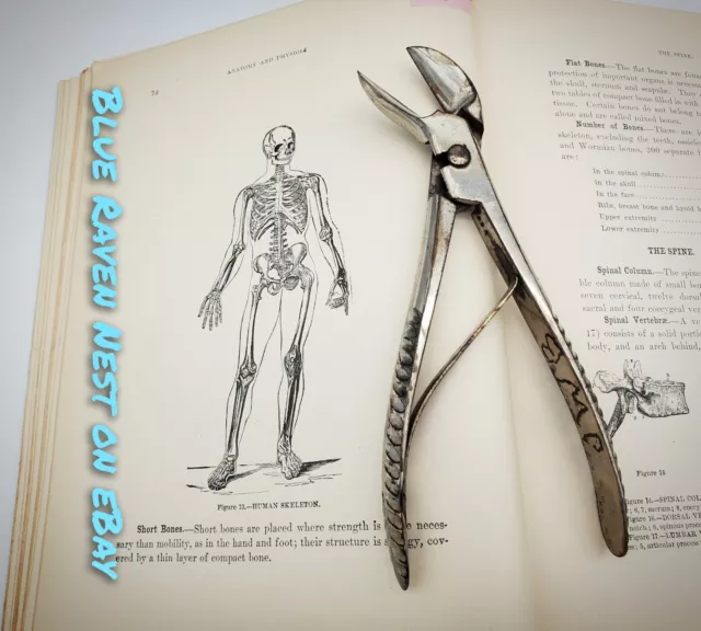 Vintage Medical Surgical Bone Cutter Tool Instrument Art deco Handle Oddities