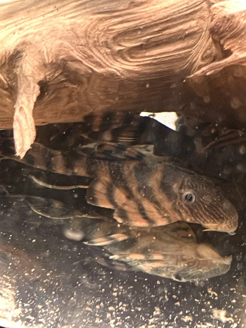 (6) L397  Alenquer  Tiger  Pleco🔥🔥🔥