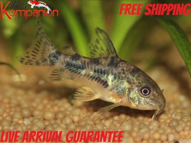 3/5/10/20X Plateaus Corydoras Free Shipping Koi Kompanion