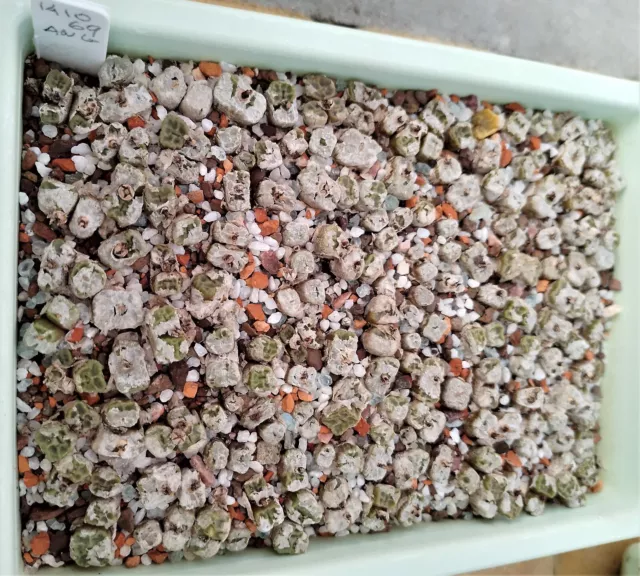 Conophytum angelicae ssp tetragonum SB1376\ 10 pcs  8-10 mm/grown from seeds