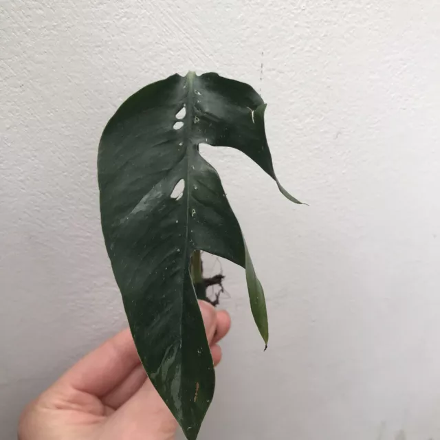 epipremnum pinnatum variegated albo Rare Aroid Houseplant