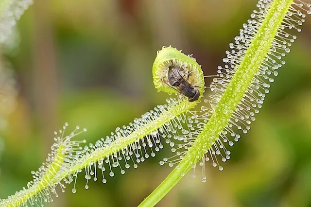 Pianta carnivora Drosera capensis alba NO SEMI torba  dionea fiori giardino