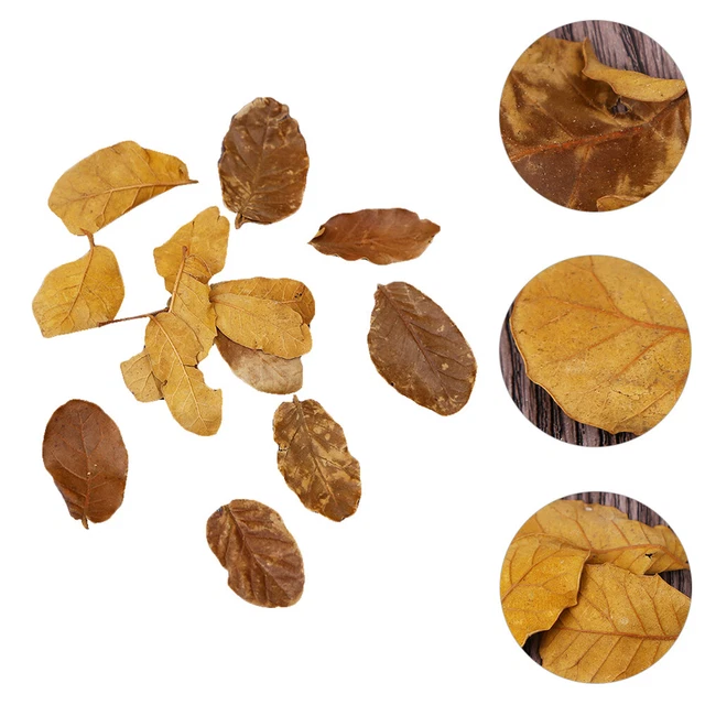 10 confezioni foglie secche vintage materiale vegetale naturale scrapbooking