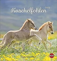 Kuschelfohlen Postkartenkalender 2023 - Tierkalende... | Buch | Zustand sehr gut