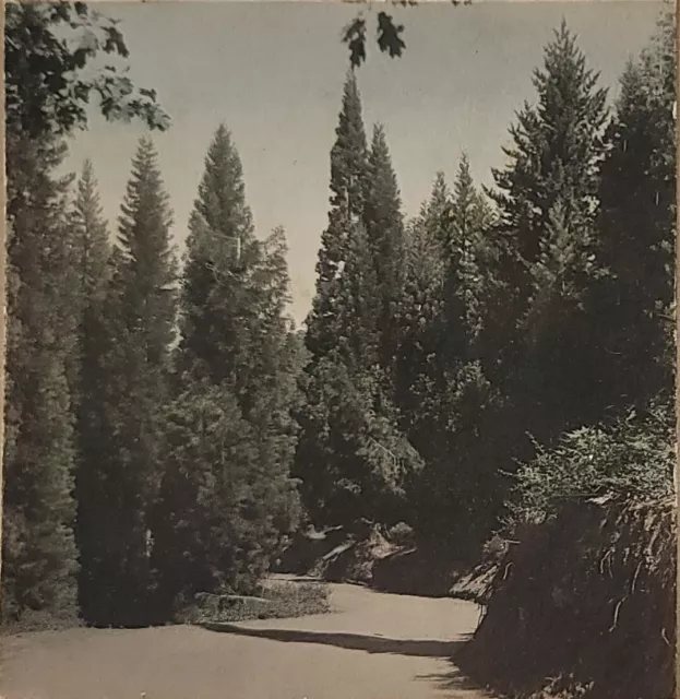 Young Sequoia Trees Stereoview Photo Card W. Scott Lewis Hollywood CA