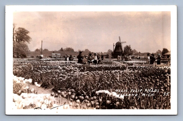 Postcard Vintage RPPC Nelis Tulip Fields Holland Michigan Windmills Flowers