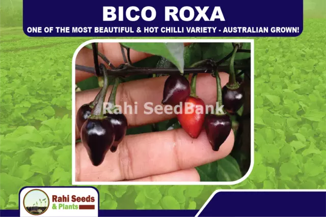 Bico Roxa - One of the Most Beautiful & Hot Chilli Variety - Australian Grown!