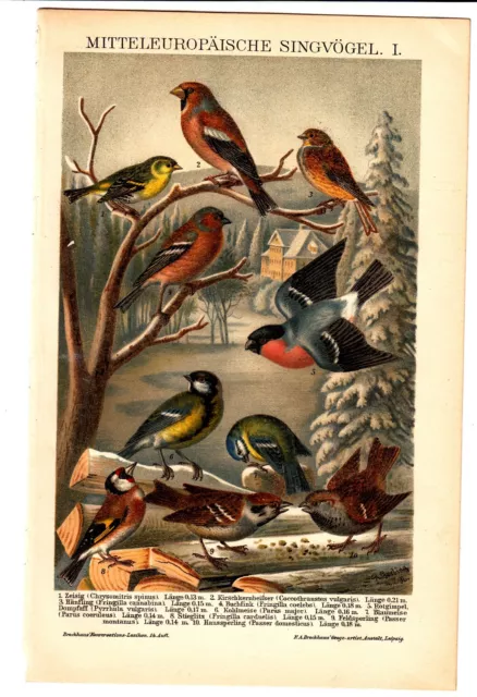 ca 1890 BIRDS SPARROW TITMOUS BULLFINCH HAWFINCH Antique Chromolithograph Print