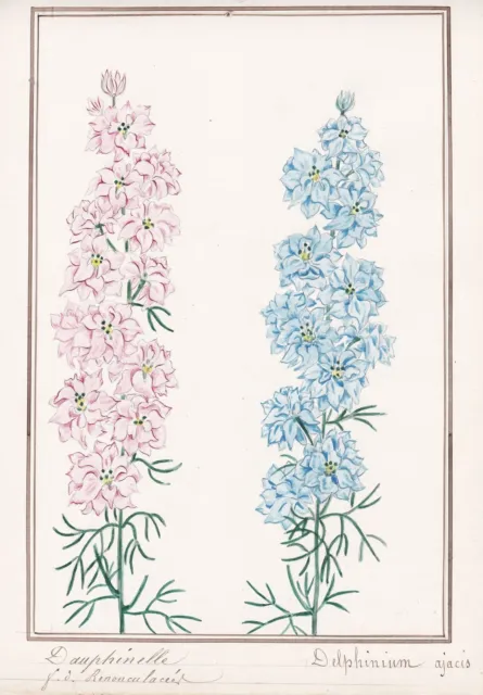 Delphinium Ajacis Dauphinelle Fleurs Flower Botany Aquarelle Drawin 279953