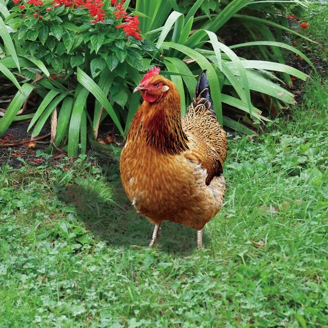 Stampa acrilico gallo statue pollo scultura realistico pollo decorazioni 8