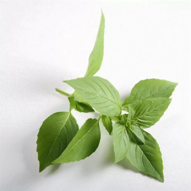 Basil Seeds | Lime | NON-GMO | Heirloom | Fresh Garden Seeds