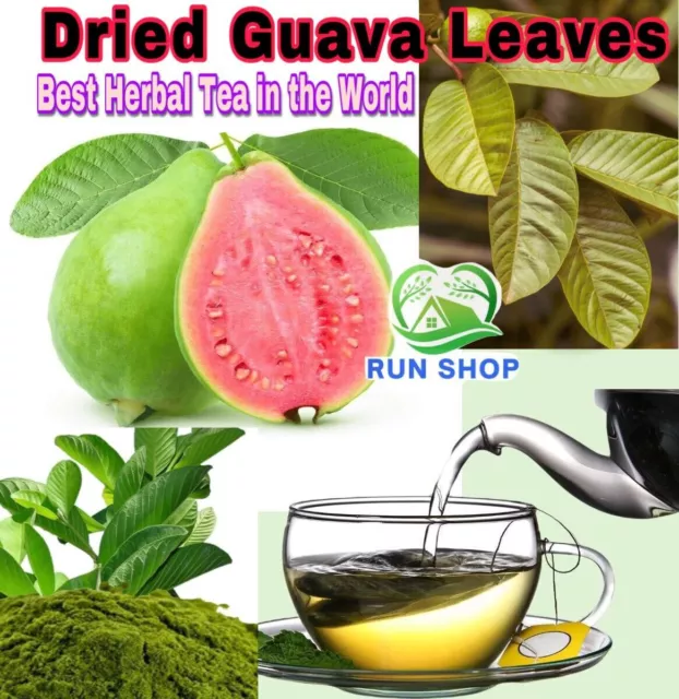 100Pcs Organic Guava Leaves Fresh Dried Hojas de Guayaba Guayabo Psidium Guajava