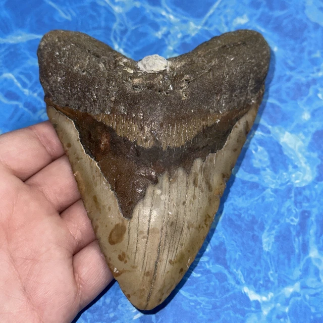 Megalodon Shark Tooth 5.51” Huge Teeth Big Meg Scuba Diver Direct Fossil Nc 8118