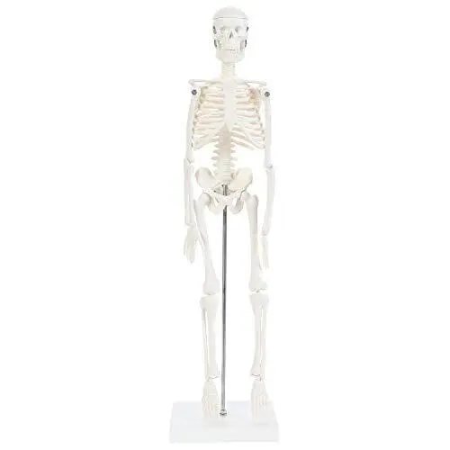 Human Skeleton Model, 19" Desktop Skeleton Has Movable Arms and Legs, Details...